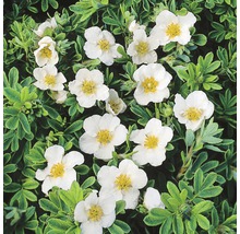 L''image montre une spirée arbustive avec des fleurs blanches et des feuilles vertes.