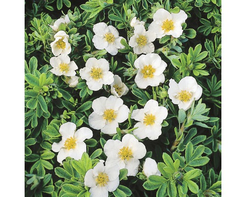 Potentille frutescente FloraSelf Potentilla fruticosa 'White Lady' H 30-40 cm Co 4 L blanc