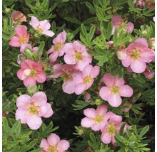 Fingerstrauch Potentilla fruticosa 'Pink Beauty' 30-40 cm