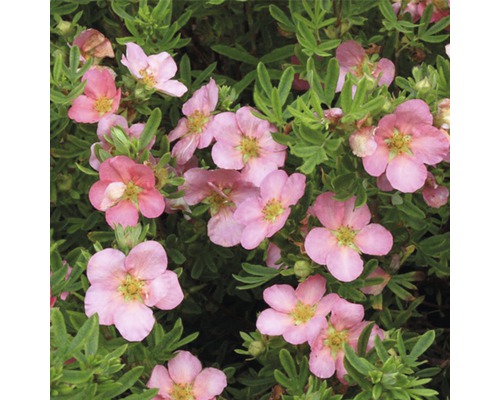 Potentille frutescente FloraSelf Potentilla fruticosa 'White Lady' H 30-40 cm Co 4 L rose