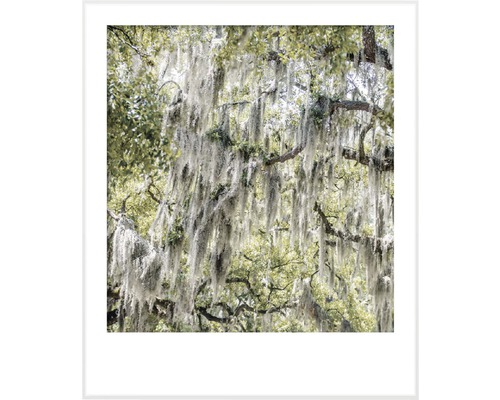 Photographie d''un arbre avec de la mousse espagnole