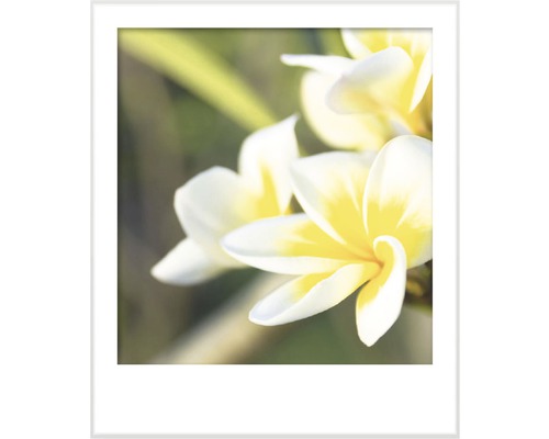 Image encadrée de fleurs de frangipanier
