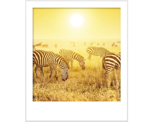 Image encadrée avec des zèbres dans la savane