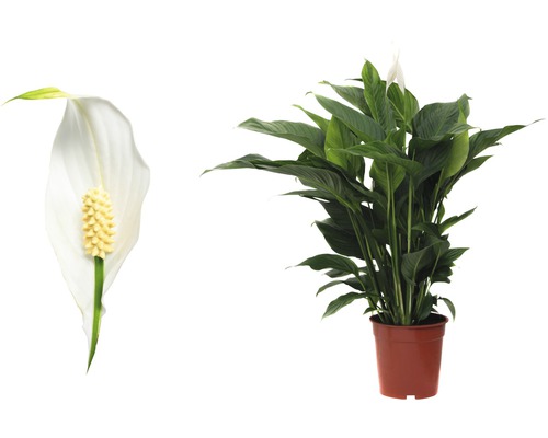 Spathiphyllum en pot et fleur en détail