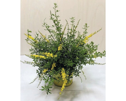Genêt en pot avec des fleurs jaunes