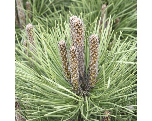 Zwergschwarzkiefer Pinus nigra 'Hornibrookiana' 50-60 cm