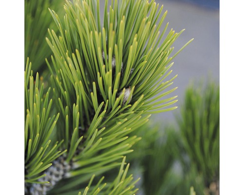 Pin de Bosnie Botanico Pinus leucodermis 'Compact Gem' H 25-30 cm Co 3,7 L Gros plan d''aiguilles de pin
