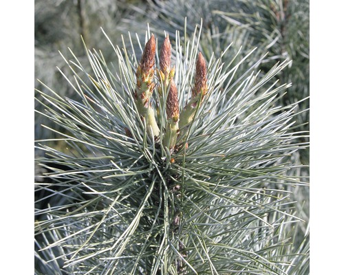 Pin Weymouth Botanico Pinus monticola 'Ammerland' H 60-80 cm Co 10 L