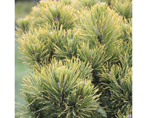 Wintergelbe Bergkiefer Pinus mugo 'Carstens Wintergold' 30-40 cm