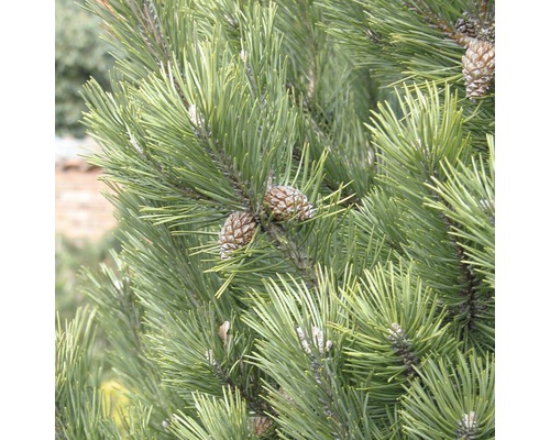Arbuste pin Botanico Pinus mugo 'Gnom' H 50-60 cm Co 10 L