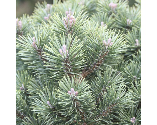 Pin des montagnes Botanico Pinus mugo 'Mops' H 30-40 cm Co 10 L