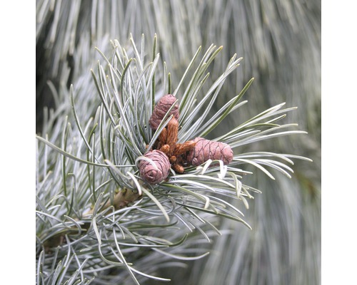 Mädchenkiefer Pinus parviflora 'Negishi' 40-50 cm