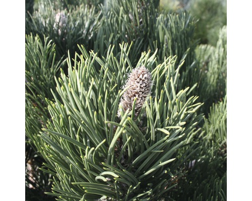 Schwarzkiefer Pinus nigra 'Oregon Green' 40-60 cm