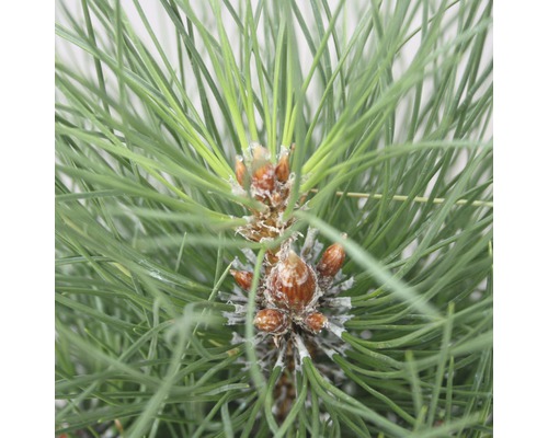 Säulenschwarzkiefer Pinus nigra 'Green Tower' 50-60 cm