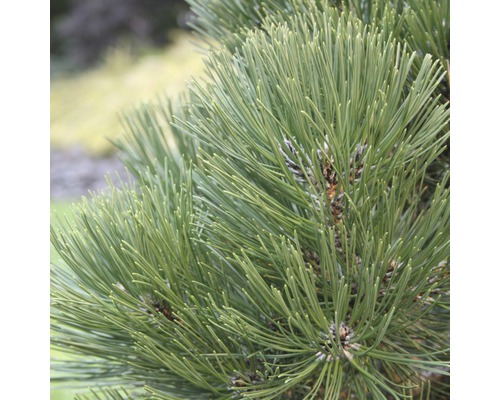 Bosnische Schlangenhautkiefer Pinus leucodermis 'Malinki' 30-40 cm