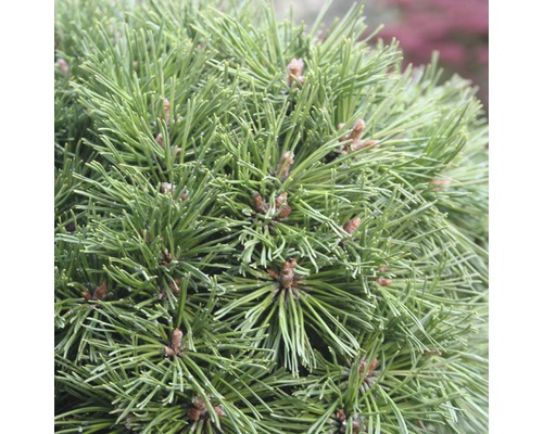 Zwergbergkiefer Pinus mugo 'Benjamin' 20-25 cm