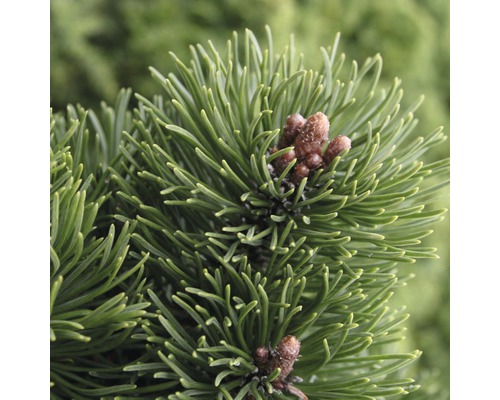 Pin nain des montagnes Botanico Pinus mugo 'Picobello' H 20-25 cm Co 3,7 L Gros plan sur des aiguilles de pin avec des bourgeons