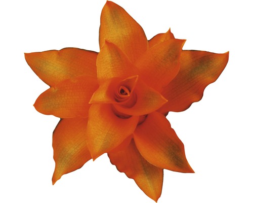 Orangefarbene Tillandsie im Detail