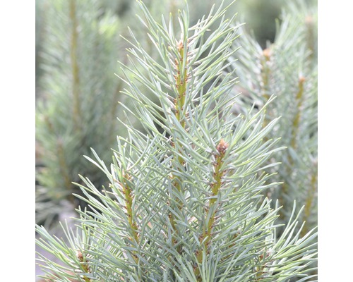 Blaue Säulenkiefer Pinus sylvestris 'Fastigiata' 40-60 cm