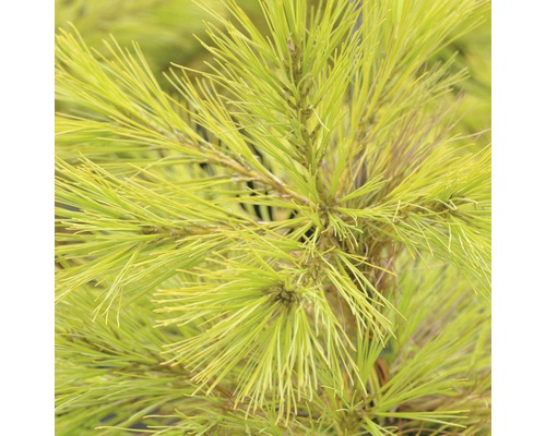 Wintergelbe Weymouthskiefer Pinus strobus 'Louie' 40-50 cm