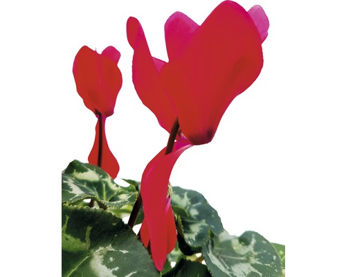 Cyclamen avec feuilles