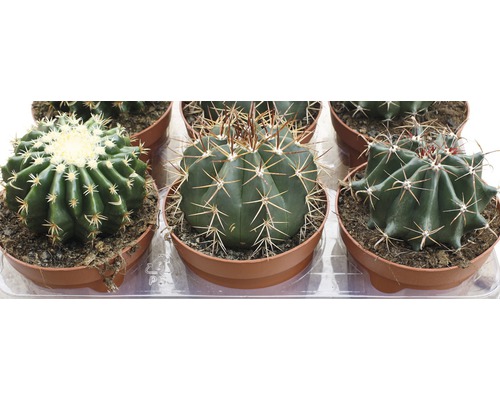 Assortiment de cactus en pots