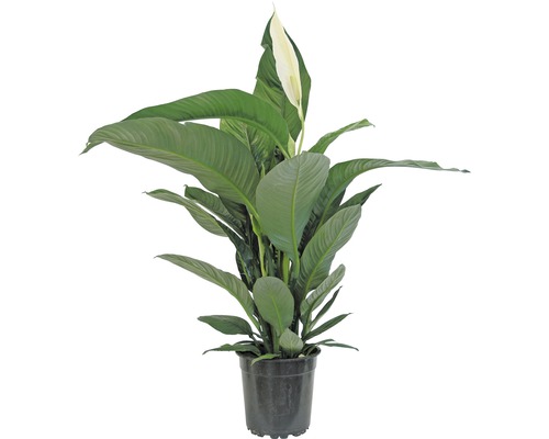 Spathiphyllum plante d''intérieur en pot