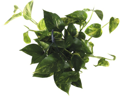 Pothos doré dans un pot suspendu avec des feuilles tachetées