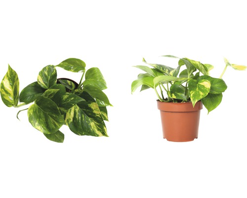 Deux plantes en pot Epipremnum aureum