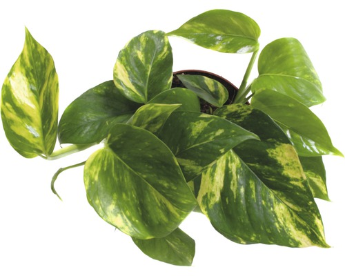 Pothos doré dans un pot de fleurs
