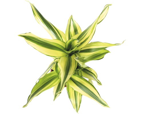 Draufsicht einer Dracaena fragrans Zimmerpflanze