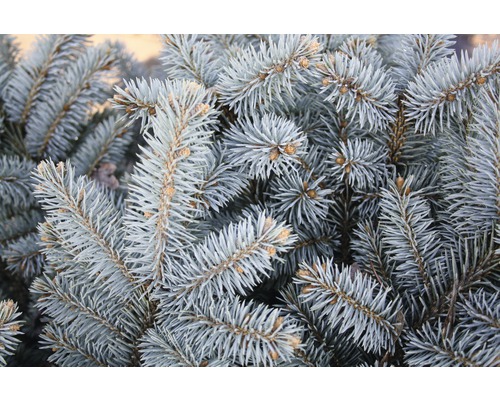 Gros plan des branches d''un épicéa bleu.