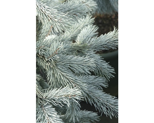 Gros plan des branches d''un épicéa bleu