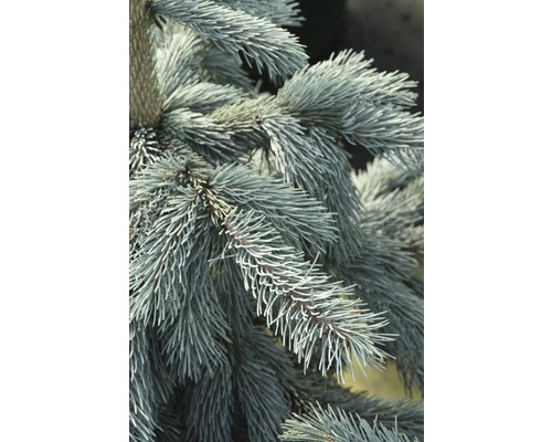 Gros plan sur les branches d''un épicéa bleu