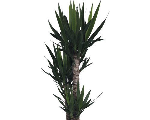 Yucca Zimmerpflanze mit spitz zulaufenden Blättern