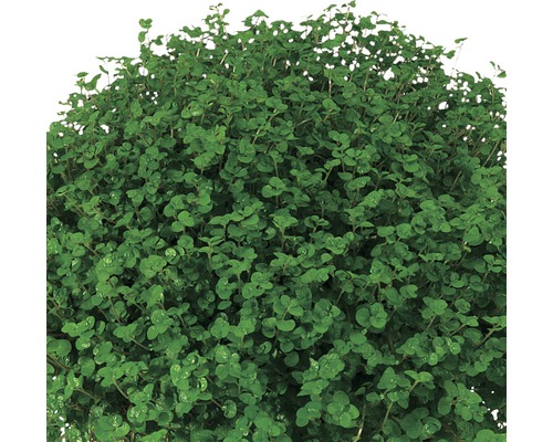 Muehlenbeckia Zimmerpflanze mit kleinen runden Blättern