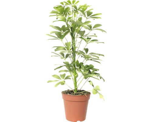 Arbre ombrelle FloraSelf Schefflera arboricola ‘Nora‘ H 45-55 cm pot de Ø 13 cm