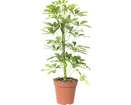 Arbre ombrelle FloraSelf Schefflera arboricola 'Nora' H 45-55 cm pot de Ø 13 cm Plante d''intérieur schefflera en pot