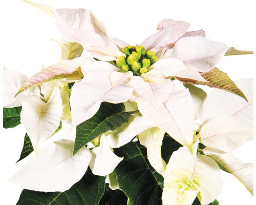 Poinsettia à feuilles blanches