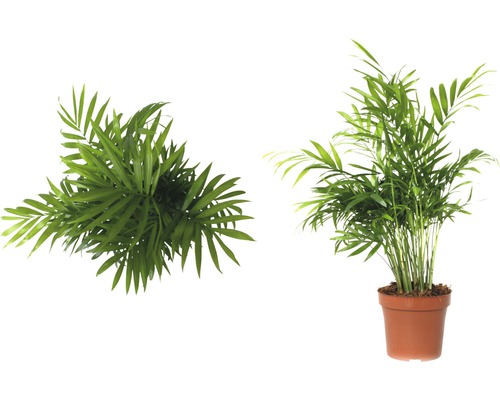 Zwei Areca-Palmen, eine von oben und eine in einem Topf