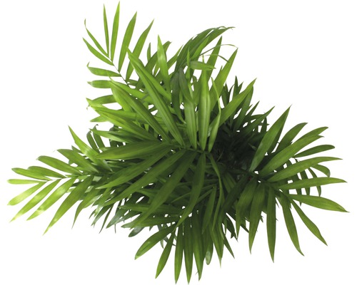 Zimmerpalme aus der Vogelperspektive