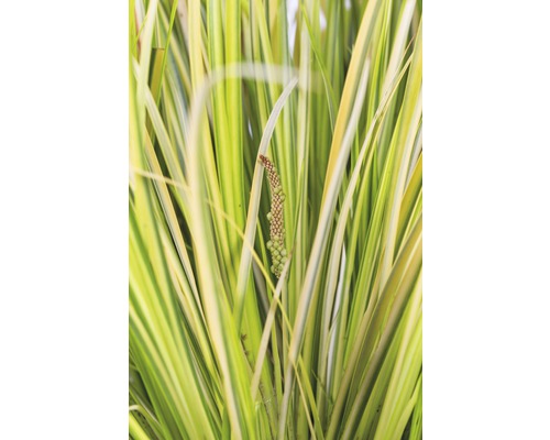 Blätter und Blütenstand einer Gartenpflanze