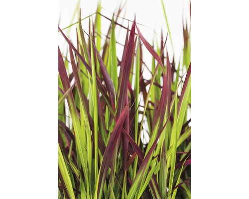 Chinaschilf mit roten und grünen Blättern