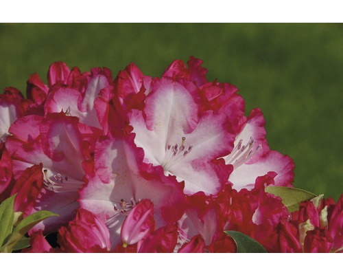 Nahaufnahme einer Rhododendronblüte