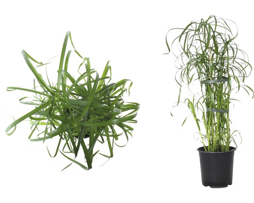 Zypergras im Topf, eine Sorte Ziergras