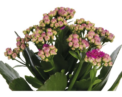 Plante de kalanchoé avec boutons et fleurs