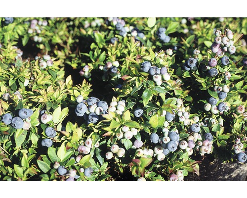 Blaubeerstrauch mit reifen und unreifen Früchten