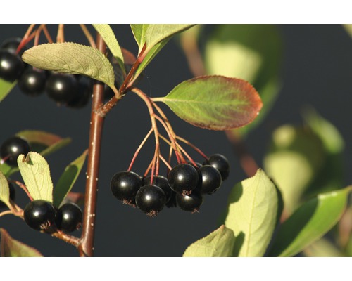 Aronia Pflanze mit schwarzen Beeren und grünen Blättern.