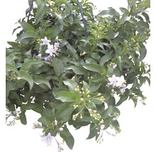 Jasminblütiger Nachtschatten FloraSelf Solanum jasminoides 27er Ampel hellblau-thumb-2