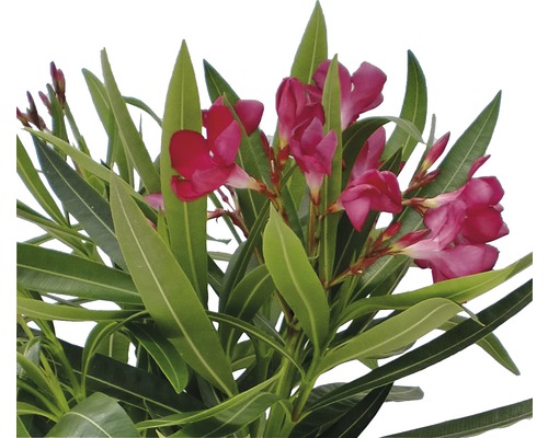 Oleander mit Blüte und grünen Blättern